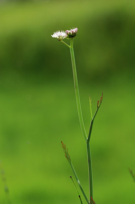 BUITEN BEELD Foto: 133179