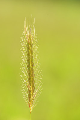 BUITEN BEELD Foto: 133182
