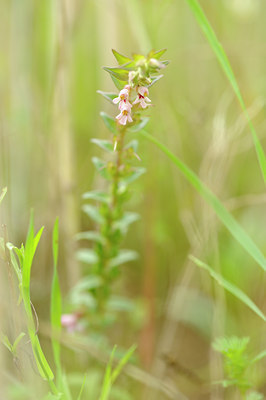 BUITEN BEELD Foto: 133187