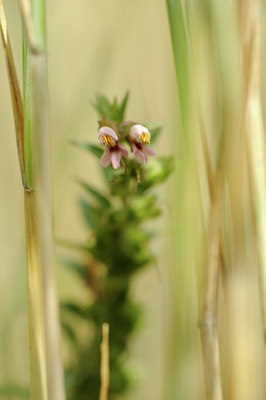 BUITEN BEELD Foto: 133189