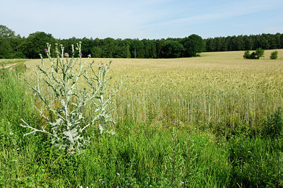 BUITEN BEELD Foto: 133314