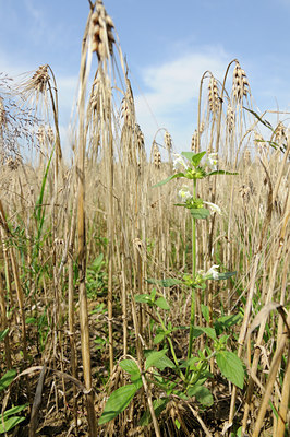 BUITEN BEELD Foto: 133316