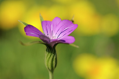 BUITEN BEELD Foto: 133319