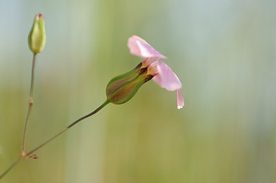 BUITEN BEELD Foto: 133322