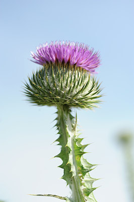 BUITEN BEELD Foto: 133323