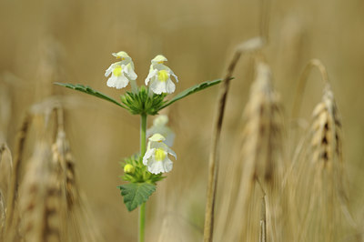 BUITEN BEELD Foto: 133329