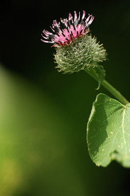 BUITEN BEELD Foto: 133330