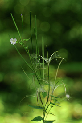 BUITEN BEELD Foto: 133337