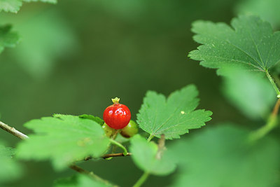 BUITEN BEELD Foto: 133339