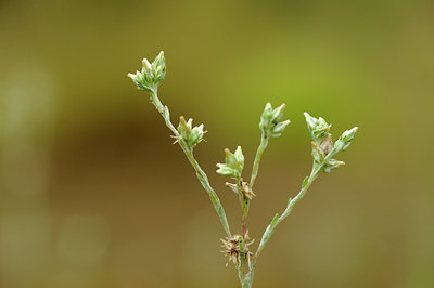 BUITEN BEELD Foto: 133359