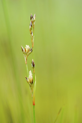 BUITEN BEELD Foto: 133400