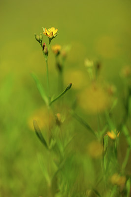 BUITEN BEELD Foto: 133405