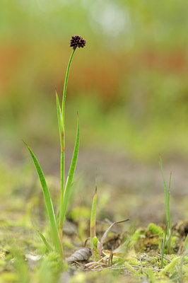 BUITEN BEELD Foto: 133417