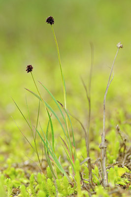 BUITEN BEELD Foto: 133424