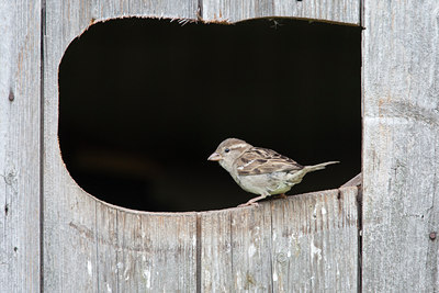 BUITEN BEELD Foto: 133434