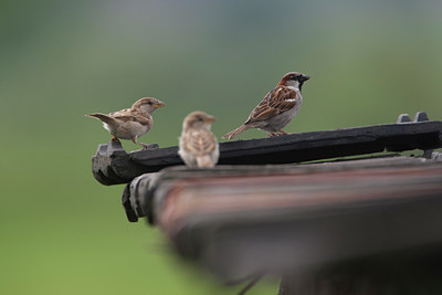 BUITEN BEELD Foto: 133437