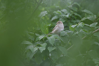 BUITEN BEELD Foto: 133438