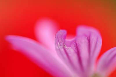 BUITEN BEELD Foto: 133443