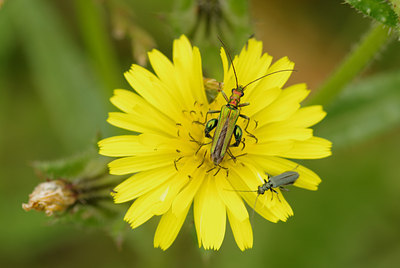 BUITEN BEELD Foto: 133448