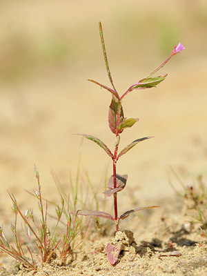 BUITEN BEELD Foto: 133461