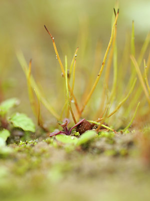 BUITEN BEELD Foto: 133472