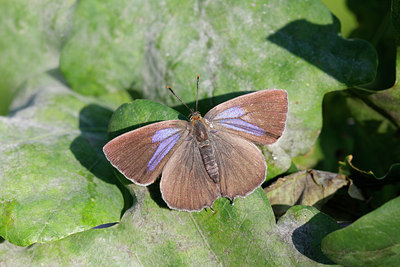 BUITEN BEELD Foto: 133483