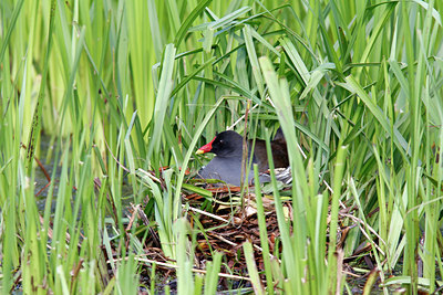 BUITEN BEELD Foto: 133486