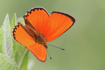 BUITEN BEELD Foto: 133500