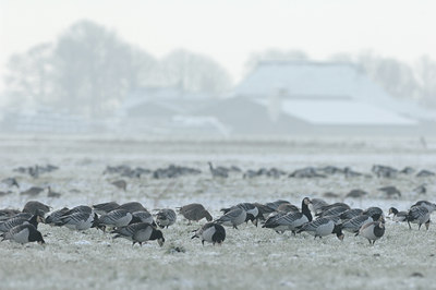 BUITEN BEELD Foto: 133523