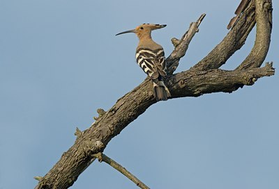 BUITEN BEELD Foto: 133525