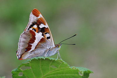 BUITEN BEELD Foto: 133533