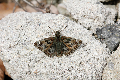 BUITEN BEELD Foto: 133536
