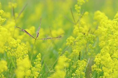 BUITEN BEELD Foto: 133540