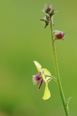 BUITEN BEELD Foto: 133549