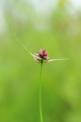 BUITEN BEELD Foto: 133557