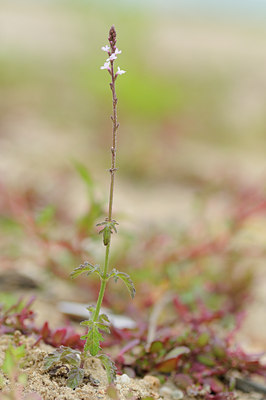 BUITEN BEELD Foto: 133560