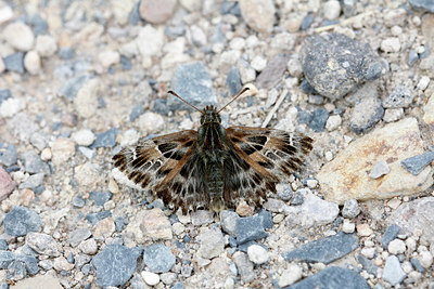 BUITEN BEELD Foto: 133561
