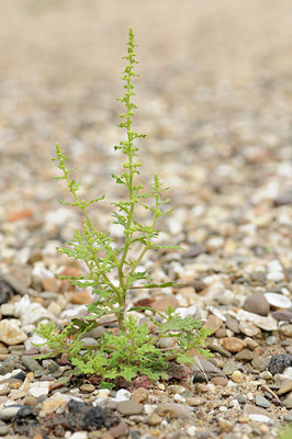 BUITEN BEELD Foto: 133563