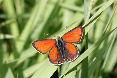 BUITEN BEELD Foto: 133581