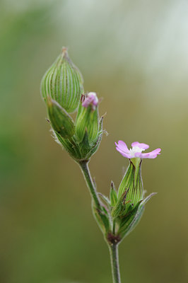 BUITEN BEELD Foto: 133612