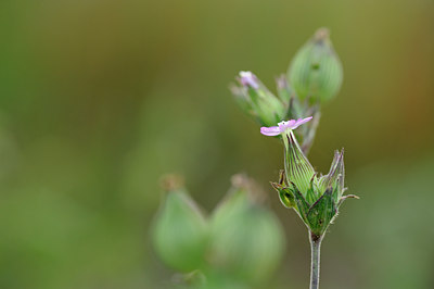 BUITEN BEELD Foto: 133614