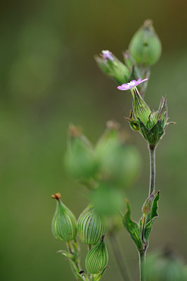 BUITEN BEELD Foto: 133616