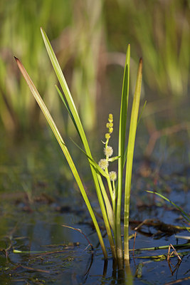 BUITEN BEELD Foto: 133627