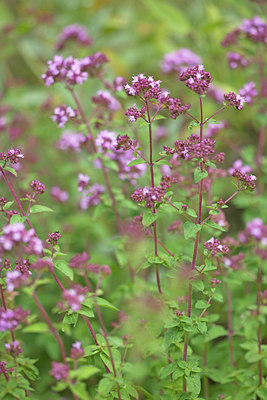 BUITEN BEELD Foto: 133653