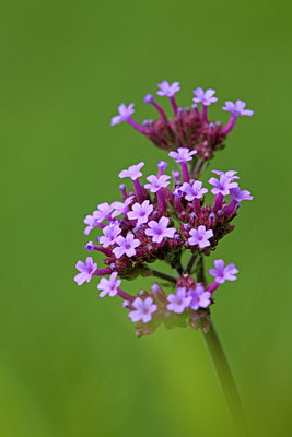 BUITEN BEELD Foto: 133662