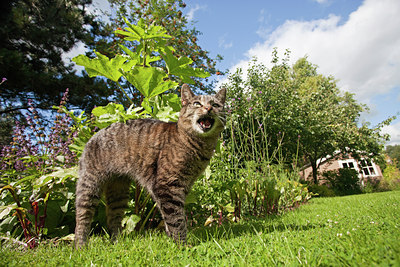 BUITEN BEELD Foto: 133672