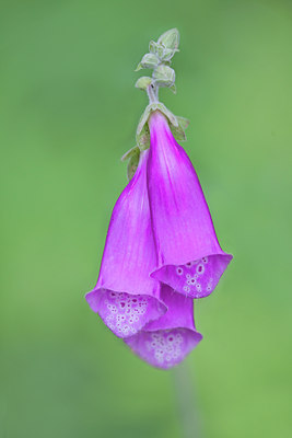 BUITEN BEELD Foto: 133688