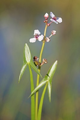 BUITEN BEELD Foto: 133696