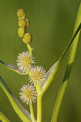 BUITEN BEELD Foto: 133700