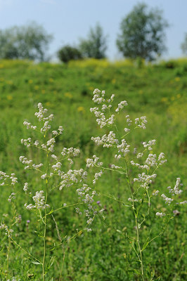 BUITEN BEELD Foto: 133705